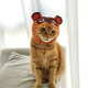 Illustrations of an article entitled I'm Sorry, My Cat, But You Will Soon Be Tom Nook